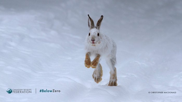 snowshoe hare